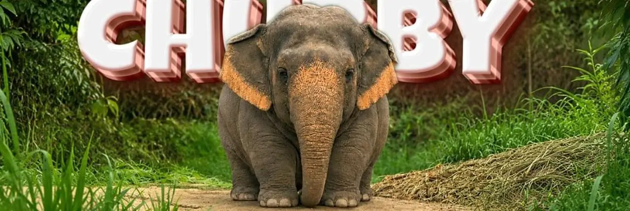 The Chubby Elephant Banner
