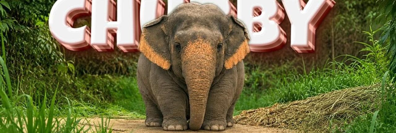 The Chubby Elephant Banner