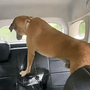PissDog