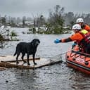 DREG