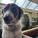 DDOG