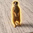 Timon