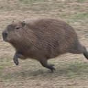 waltimus