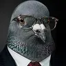 PIGEON