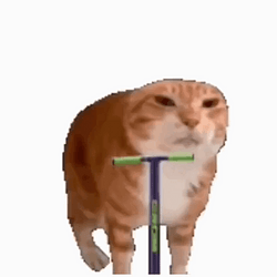 pogocat