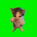 scubacat