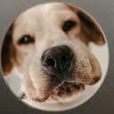 Dognosis