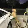 pumpdog