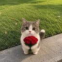 CASHCAT