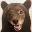 anydog