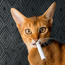 CIG