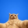 selfie