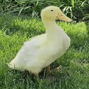 LOUIE