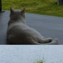 chartscat