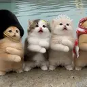 MEOW