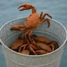 Crabbucket