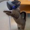 涩涩小猫