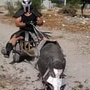 HOG