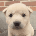 bup
