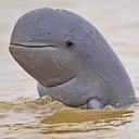 Irrawaddy