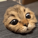 peepcat