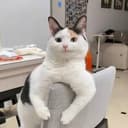 smirkcat