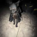 BATCAT
