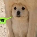 YOURMEME