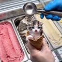 SCOOP