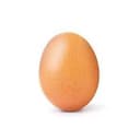 egg