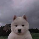 Bob