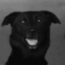 Harvey