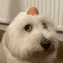 Eggdog