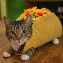tacocat