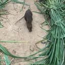 NUTRIA⁠