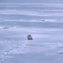 Seal