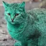 GreenCat