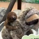 もずく