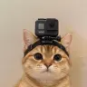 povcat