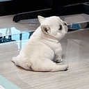 pibble