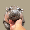 Hippo