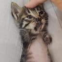 功夫小猫