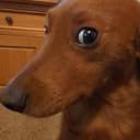 CDOG
