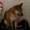 FOMO