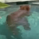 BIP