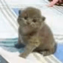 CATPUTER