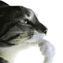 Thinking Cat