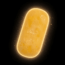 USEDSOAP