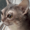 Goblincat