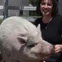 waddles